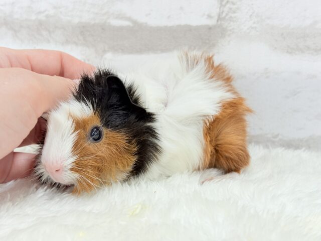 アビシニアンモルモット