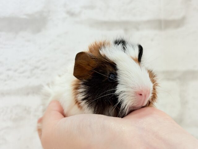 アビシニアンモルモット