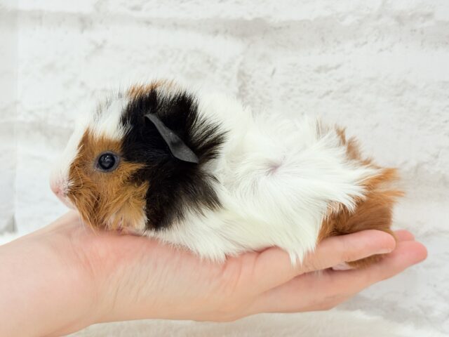 アビシニアンモルモット