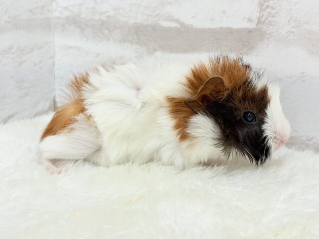 アビシニアンモルモット