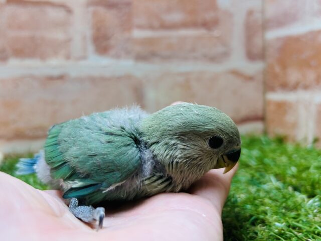 コザクラインコ（小桜インコ）