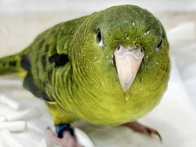 サザナミインコ