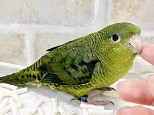 サザナミインコ