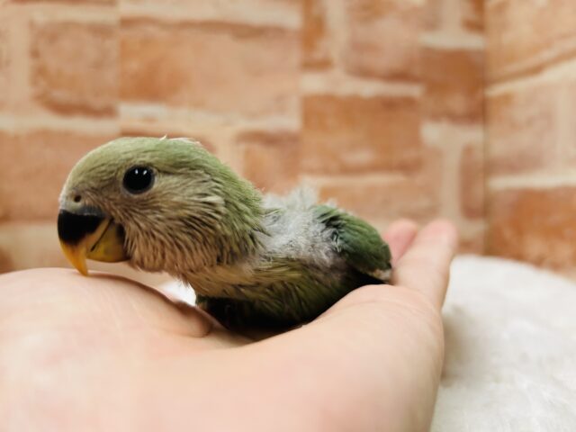 コザクラインコ（小桜インコ）