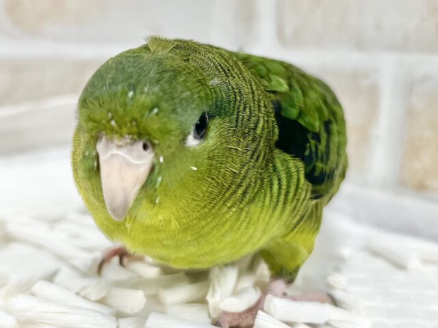 サザナミインコ