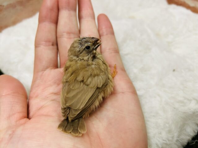 錦花鳥（キンカチョウ）