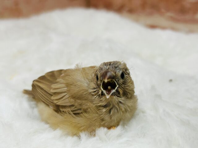 錦花鳥（キンカチョウ）