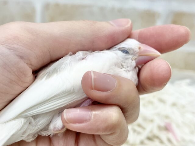 白文鳥