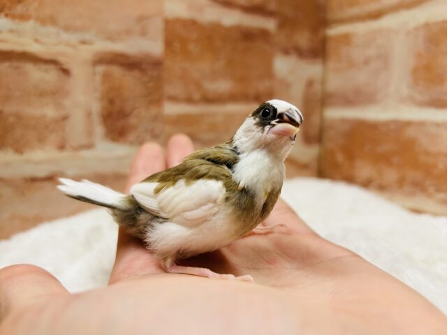 十姉妹（ジュウシマツ）