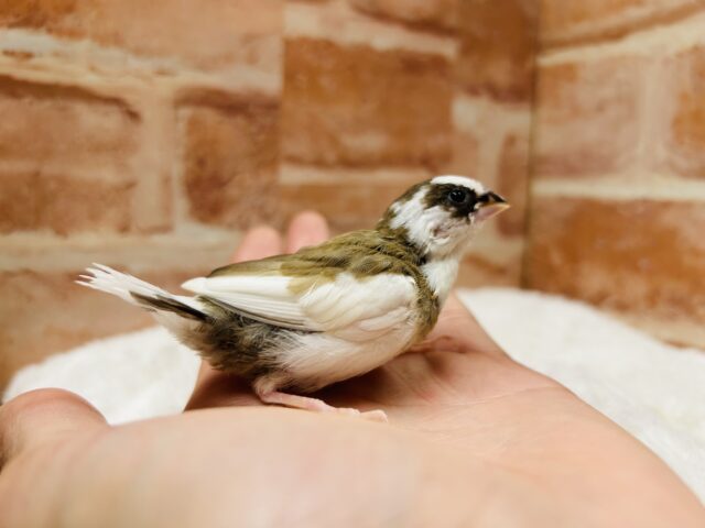 十姉妹（ジュウシマツ）