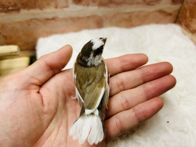 十姉妹（ジュウシマツ）