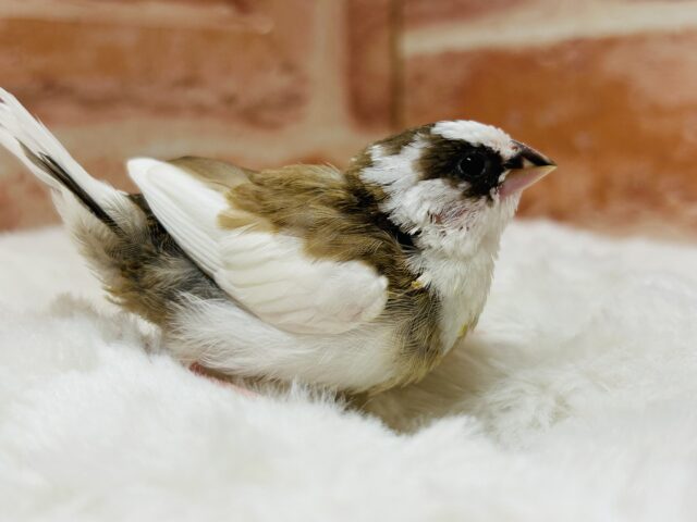 十姉妹（ジュウシマツ）