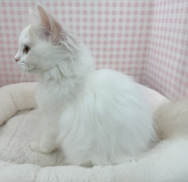 スコティッシュフォールド