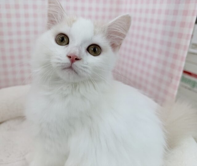 スコティッシュフォールド