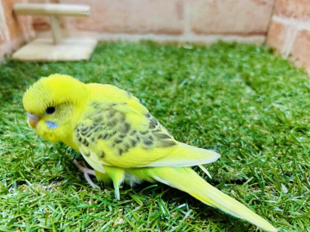 セキセイインコ