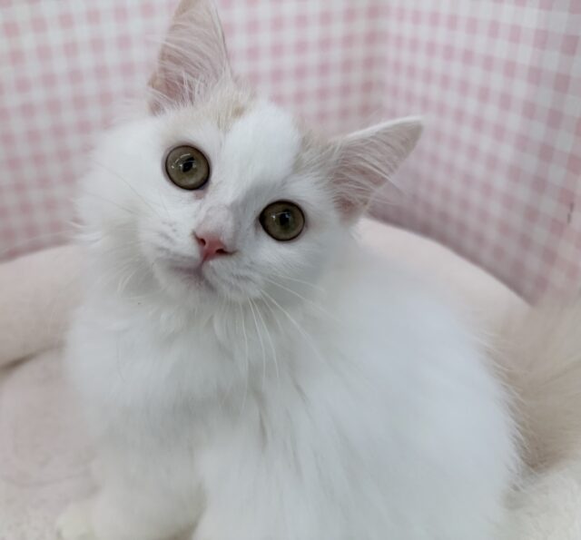 スコティッシュフォールド