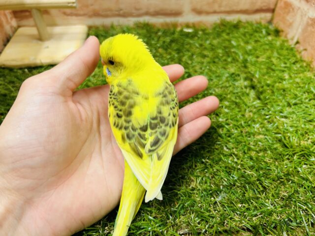 セキセイインコ