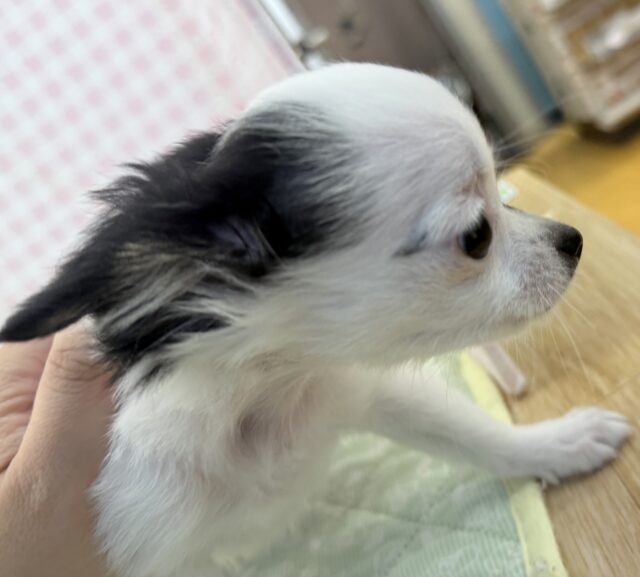 チワマル（マルチワ）