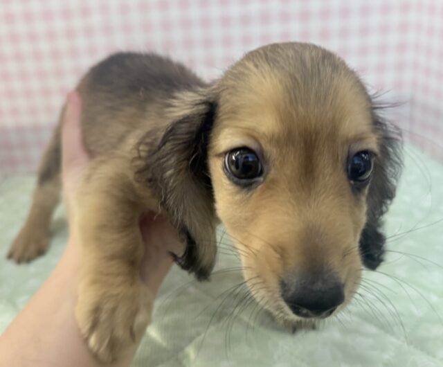 ミニチュアダックス