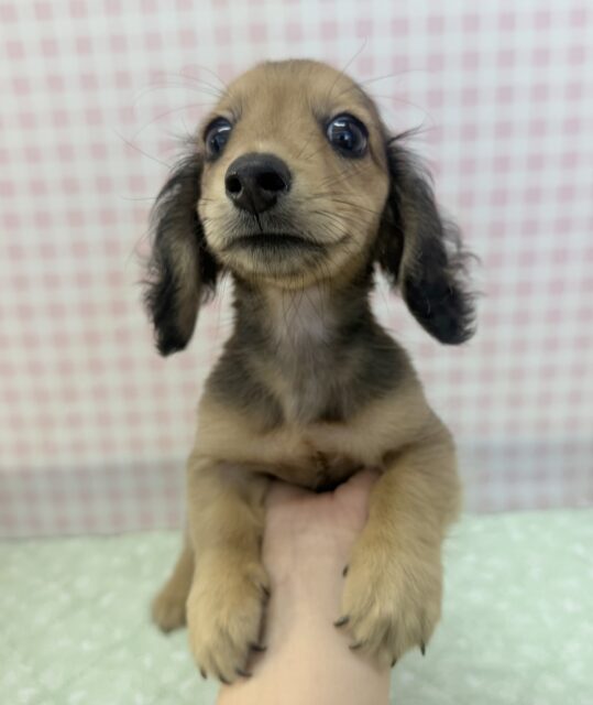 ミニチュアダックス