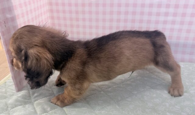 ミニチュアダックス