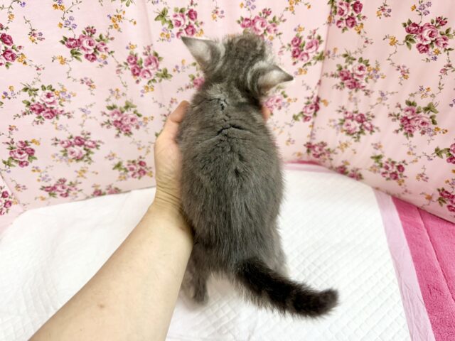 アメリカンショートヘア