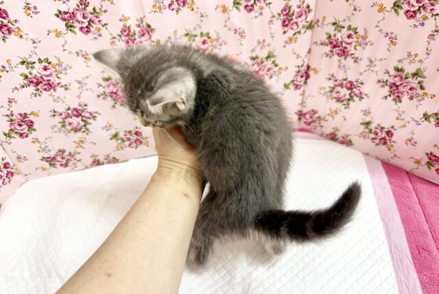 アメリカンショートヘア