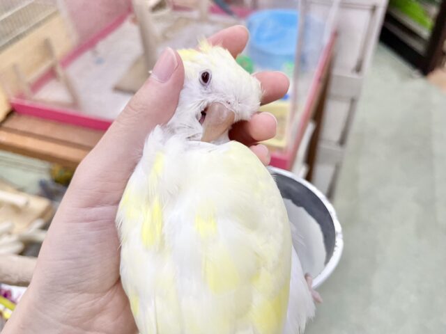 オキナインコ