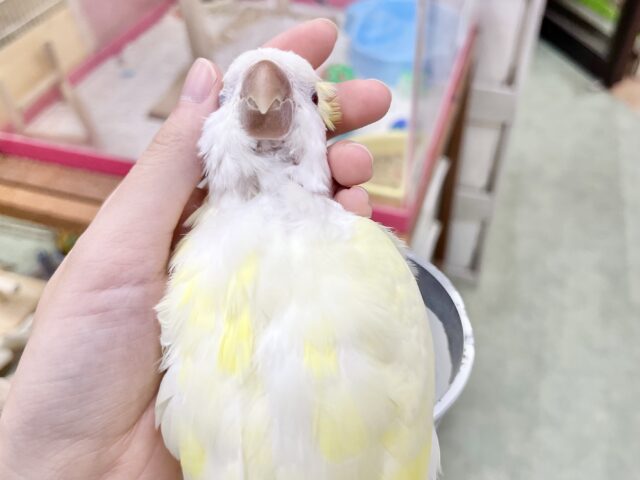 オキナインコ