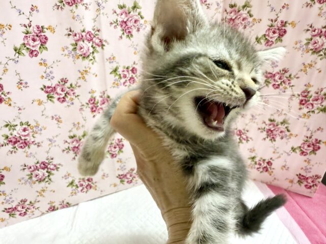 アメリカンショートヘア