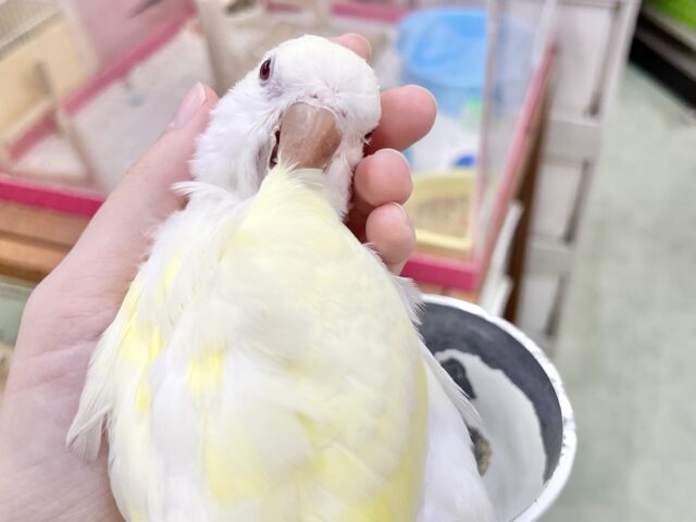 オキナインコ