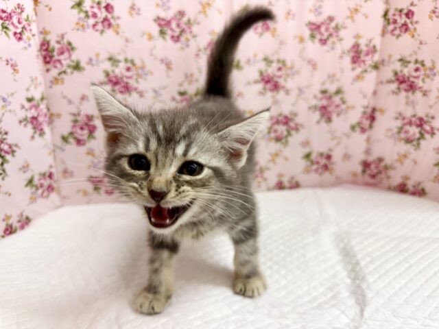 アメリカンショートヘア