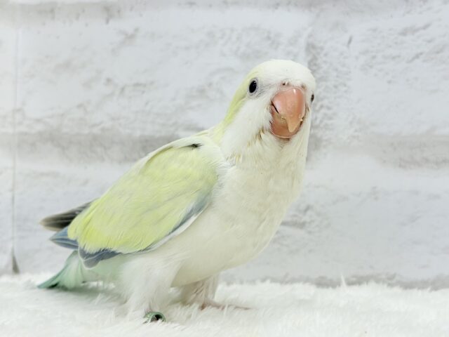 オキナインコ