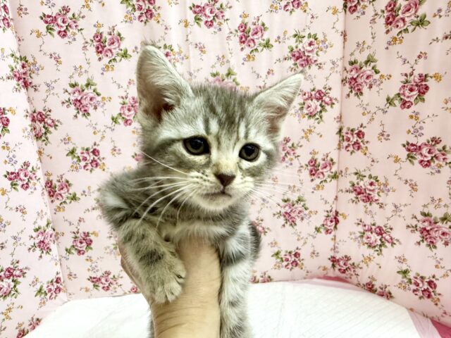 アメリカンショートヘア