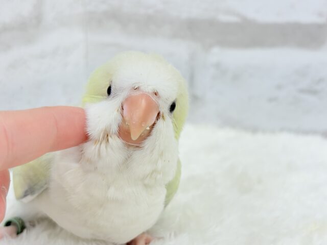 オキナインコ
