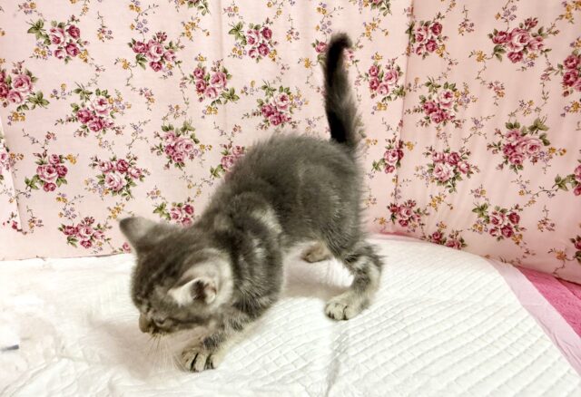 アメリカンショートヘア