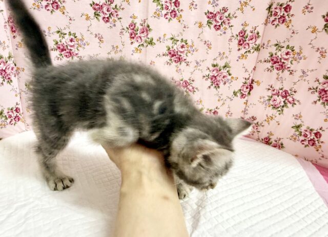 アメリカンショートヘア