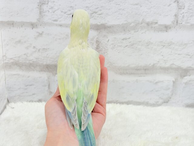オキナインコ
