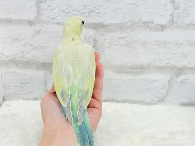 オキナインコ