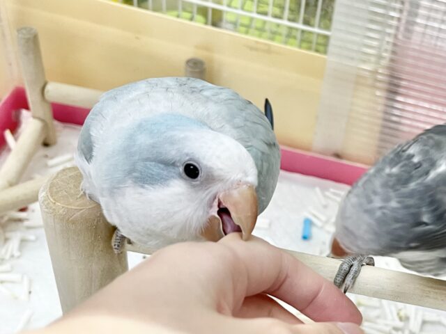 オキナインコ