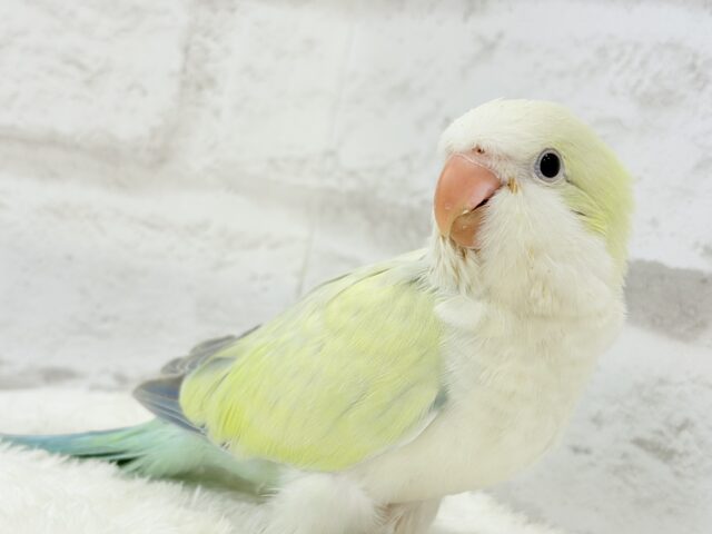 オキナインコ