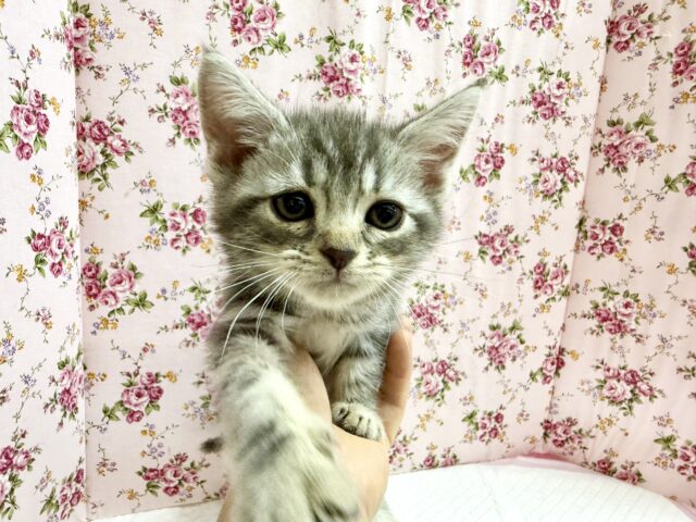 アメリカンショートヘア