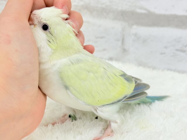 オキナインコ