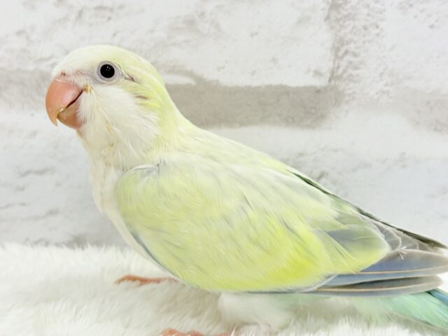 オキナインコ