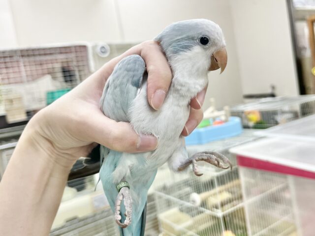 オキナインコ