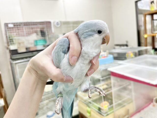 オキナインコ