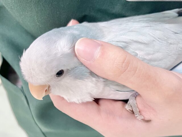 オキナインコ