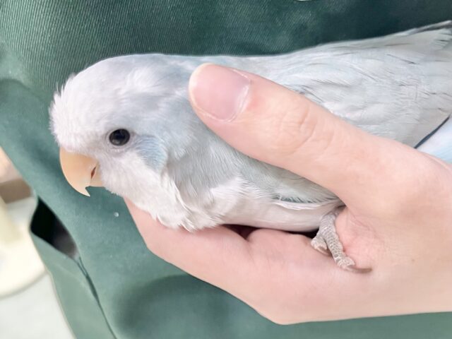 オキナインコ