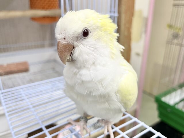 オキナインコ
