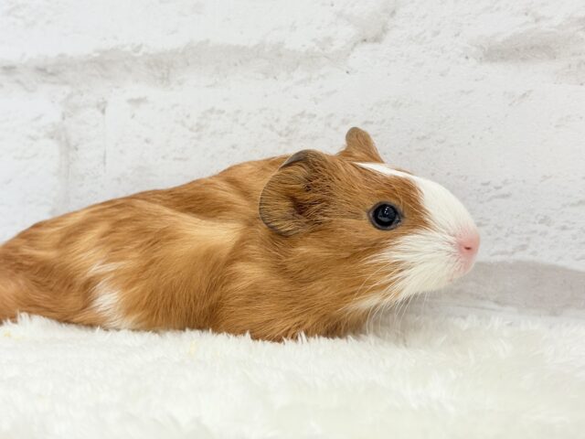 イングリッシュモルモット